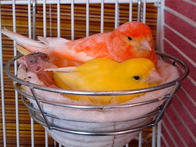 Содержание канареек и уход за ними в Сельцо