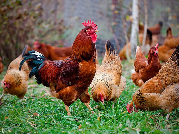 Породы куриц | ЗооТом - продажа, вязка и услуги для животных в Сельцо