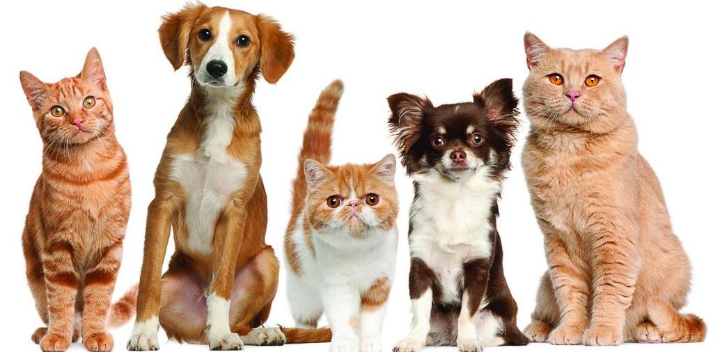 Доска объявлений о животных | ЗооТом - продажа, вязка и услуги для животных в Сельцо