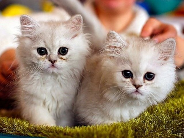 Породы кошек в Сельцо | ЗооТом портал о животных