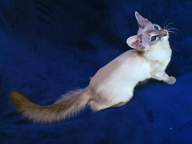 Выведенные породы кошек в Сельцо | ЗооТом портал о животных