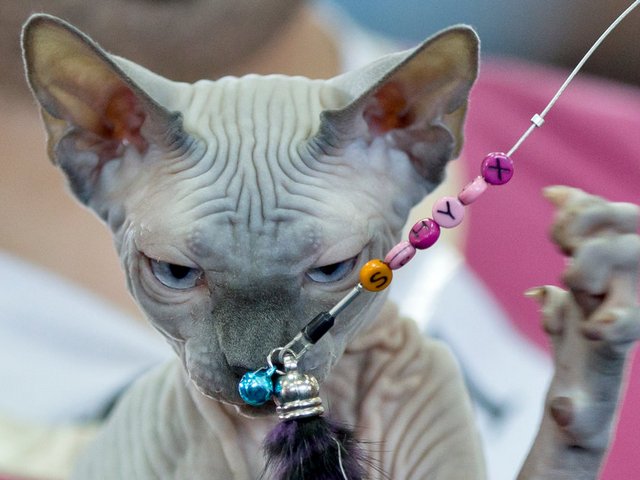 Выставки кошек в Сельцо | ЗооТом портал о животных