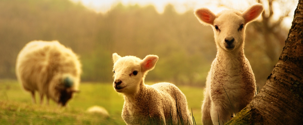 Объявления о сельскохозяйственных животных | ЗооТом - продажа, вязка и услуги для животных в Сельцо