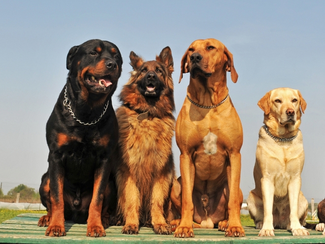 Крупные породы собак в Сельцо | ЗооТом портал о животных
